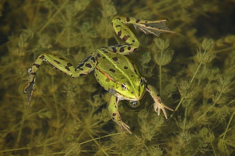 frog