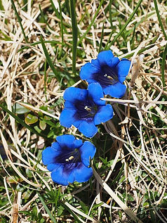 gentian-505887_640.jpg