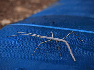 stick-insect