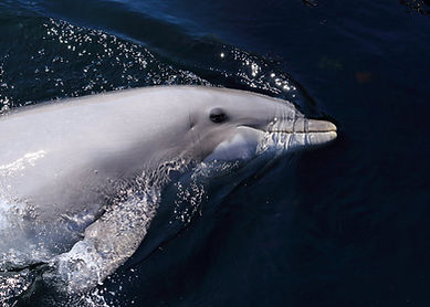 tips en trips in Istriê