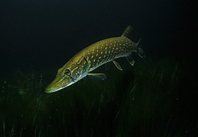 pike