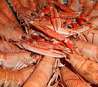 scampi