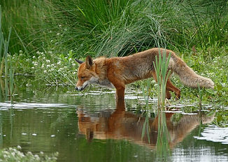 fox