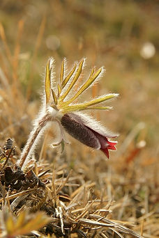 pasqueflower-6390637_640.jpg