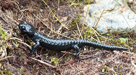 alpine-salamander