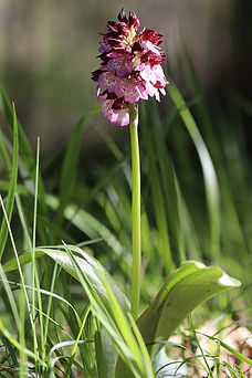 burnt-tip-orchid-6274183_640.jpg