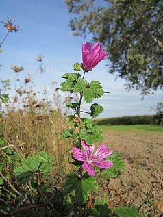 malva-sylvestris-844556_640.jpg