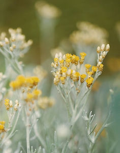 melissa-brown-Yi-BZVCozPE-unsplash (1)_edited.jpg