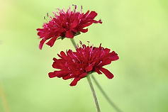 scabious-4517955_640.jpg