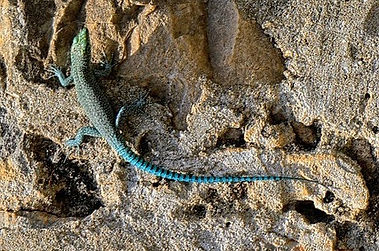 lizard