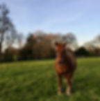 Le Clos du Gusquel : les animaux