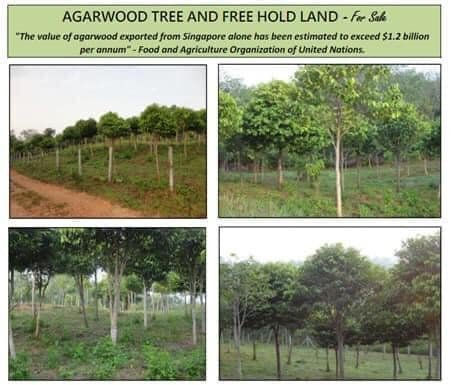 Thumbnail: 🌿🏡 TANAH UNTUK DIJUAL DI DURIAN DAUN MASJID TANAH 🏡🌿