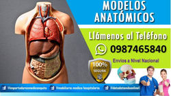 modelos anatomicos