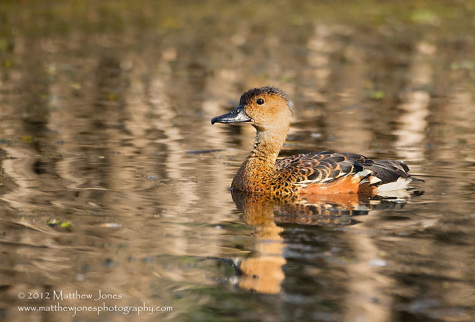 Whistling-duck, Wandering