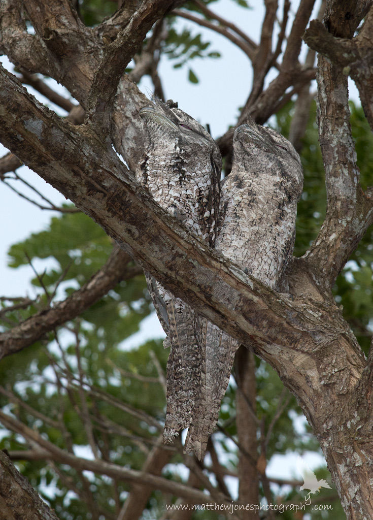 Frogmouth, Papuan
