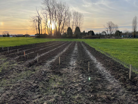 A New Start - Our First Tulip Patch