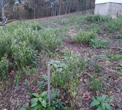 Acacial abatido em reconversao.jpg