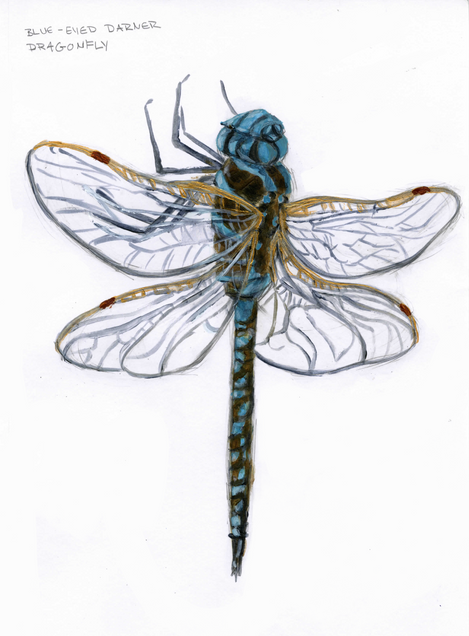 Blue-Eyed Dragon Fly