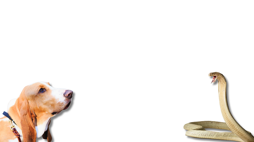 Canine Point Screen (4).png