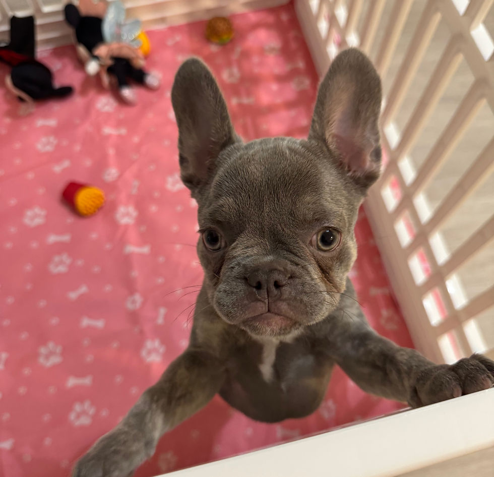 Close-up of fawn Frenchie puppy resting peacefully with a blanket in her crate