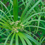 Thumbnail: Cyperus Involucratus Rottboll