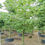 Thumbnail: Ceiba Speciosa