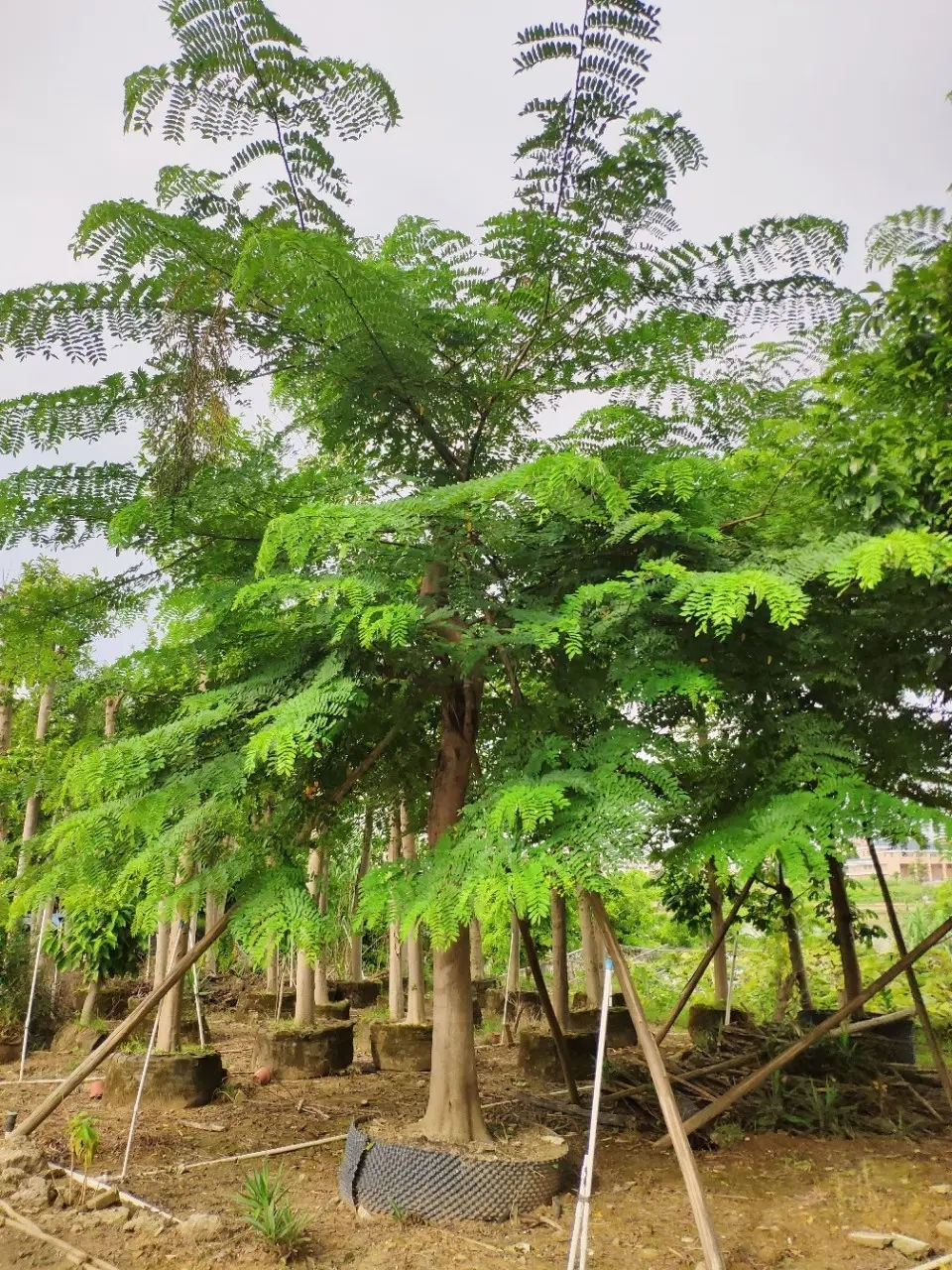 Thumbnail: Cassia Nodosa Buch.-Ham.ex Boxb