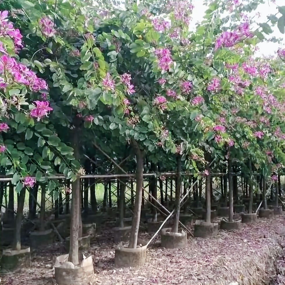 Thumbnail: Bauhinia Blakeana