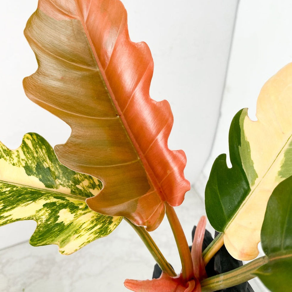 Thumbnail: Philodendron Caramel Marble 5 Leaf Top Cut