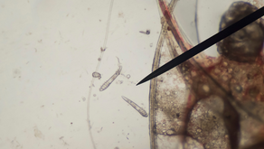 Are your patients using an OTC Horse Dewormer to Kill Mites That May Cause Rosacea?