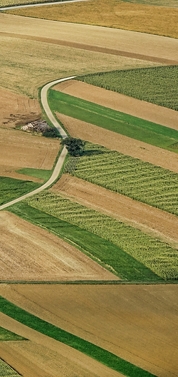 field1.png