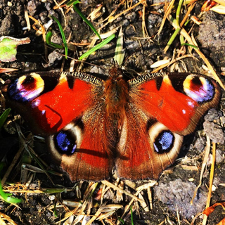 European Peacock Butterfly