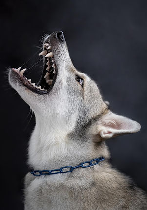 Collier pour chien avec revêtement en poudre d'Unimon
