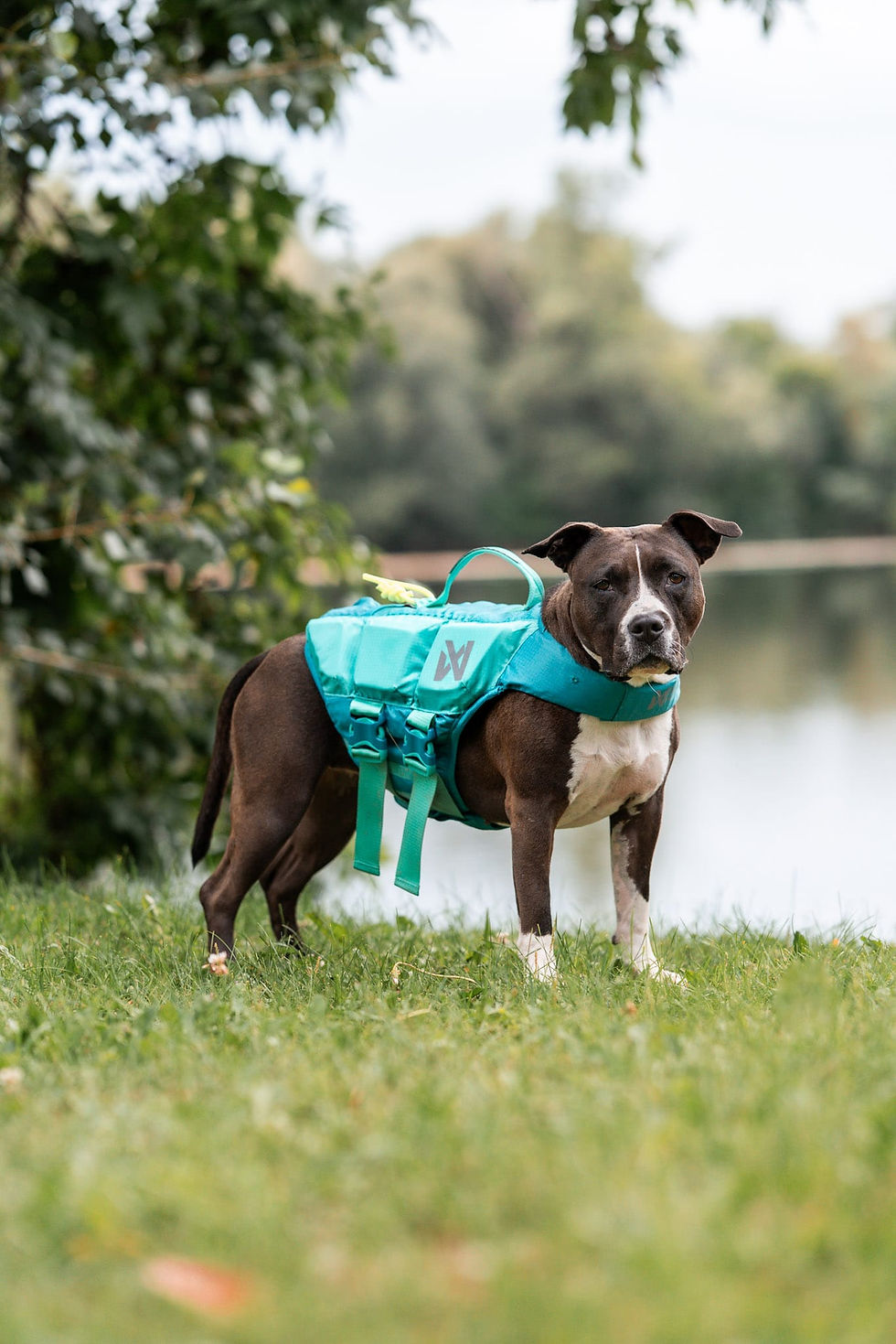 Thumbnail: Nonstop Protector life jacket - Schwimmwesten für Hunde