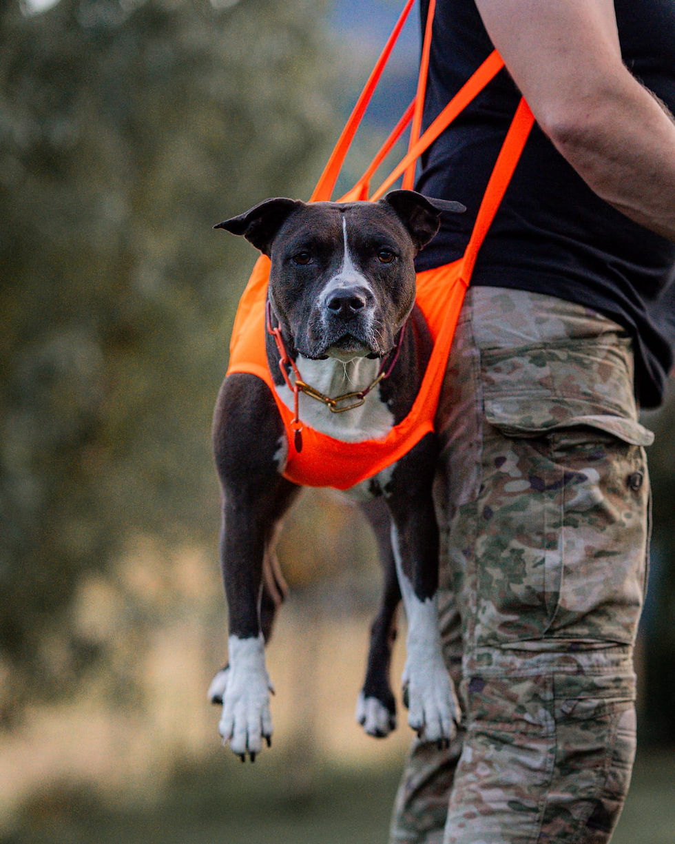 Miniature : Nonstop Dog Rescue Sling