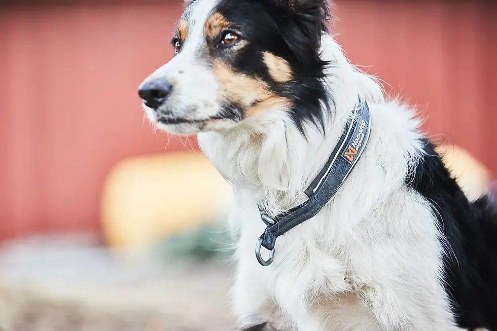 Thumbnail: Nonstop Cruise Collar