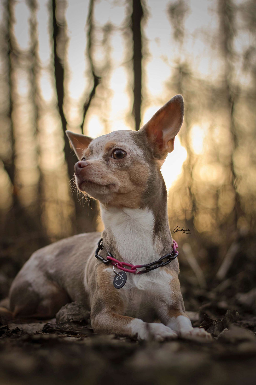 Thumbnail: Minikette für kleine Hunde mehrfärbig, pulverbeschichtet im Unimon Online Shop