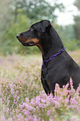 Colliers pour chiens à revêtement en poudre Unimon