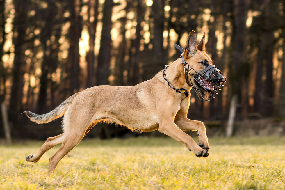 Miniaturbild: Unimon Malinois einfarbig beschichtet mit Riemen