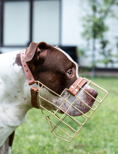 Unimon American Bully XL muzzle