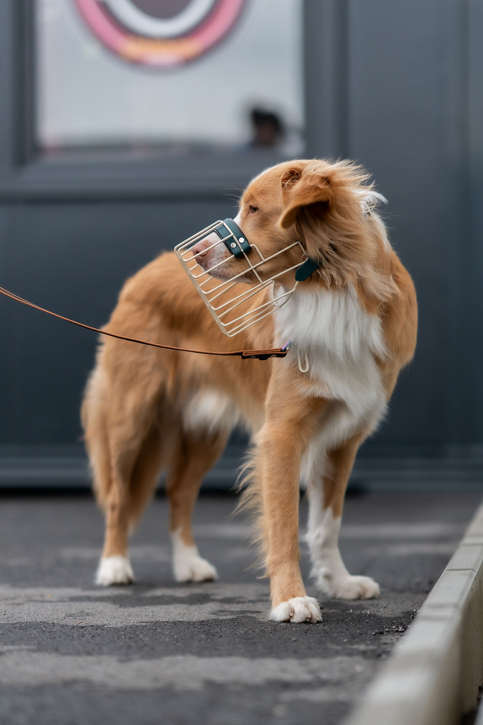 Miniaturbild: Australian Shepherd Maulkorb einfarbig beschichtet mit Riemen