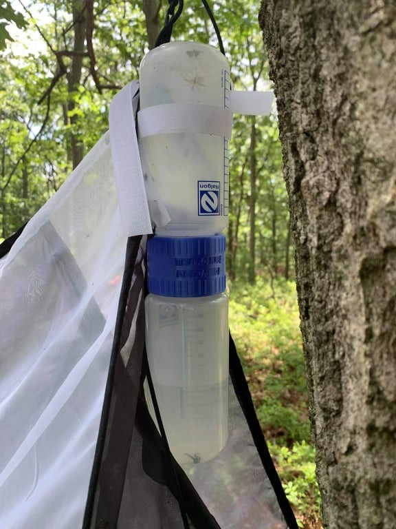 Miniatura: Malaise modelo Townes