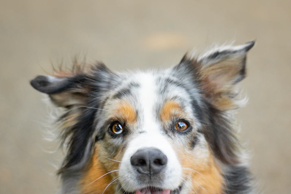 Gassiservice Hundetraining Hundetrainer