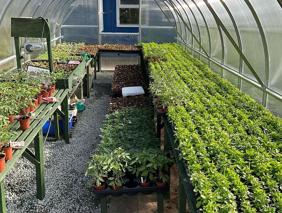             The benefits of using  polycarbonate greenhouses