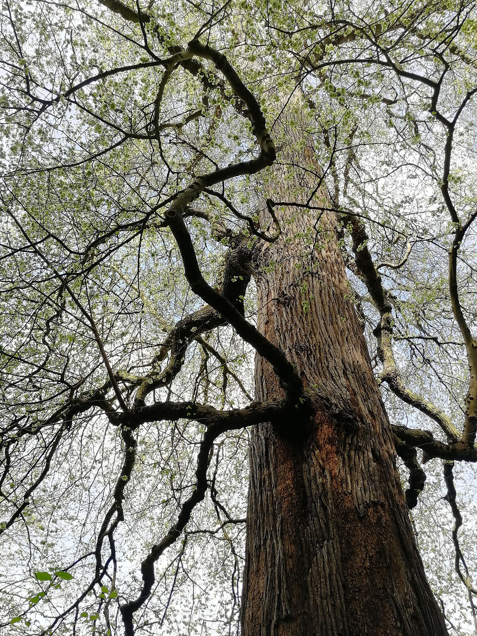 A tree towers over the viewer - apparently the oldest tree in Edinburgh, the tree is estimated to be 200 years old.
