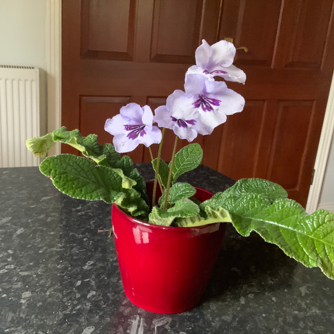 Class B9 / Vera Clarke