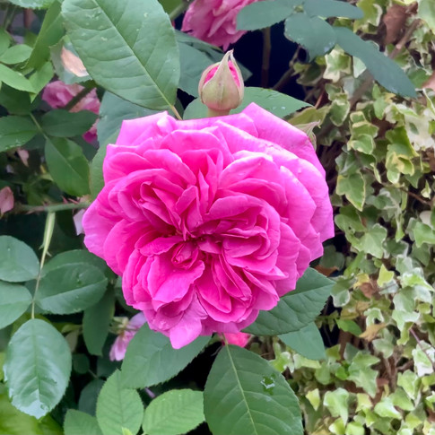 Class B1 / Vera Clarke