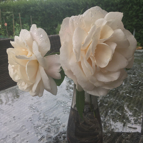 Class B-1 / Susan Beerling