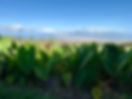 A7B28D8D-26F4-4017-9739-C9891A84D887_1_105_c.jpeg