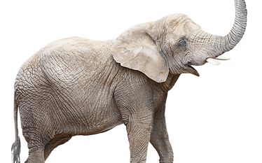 Elephant de cotedivoirelabelle.com